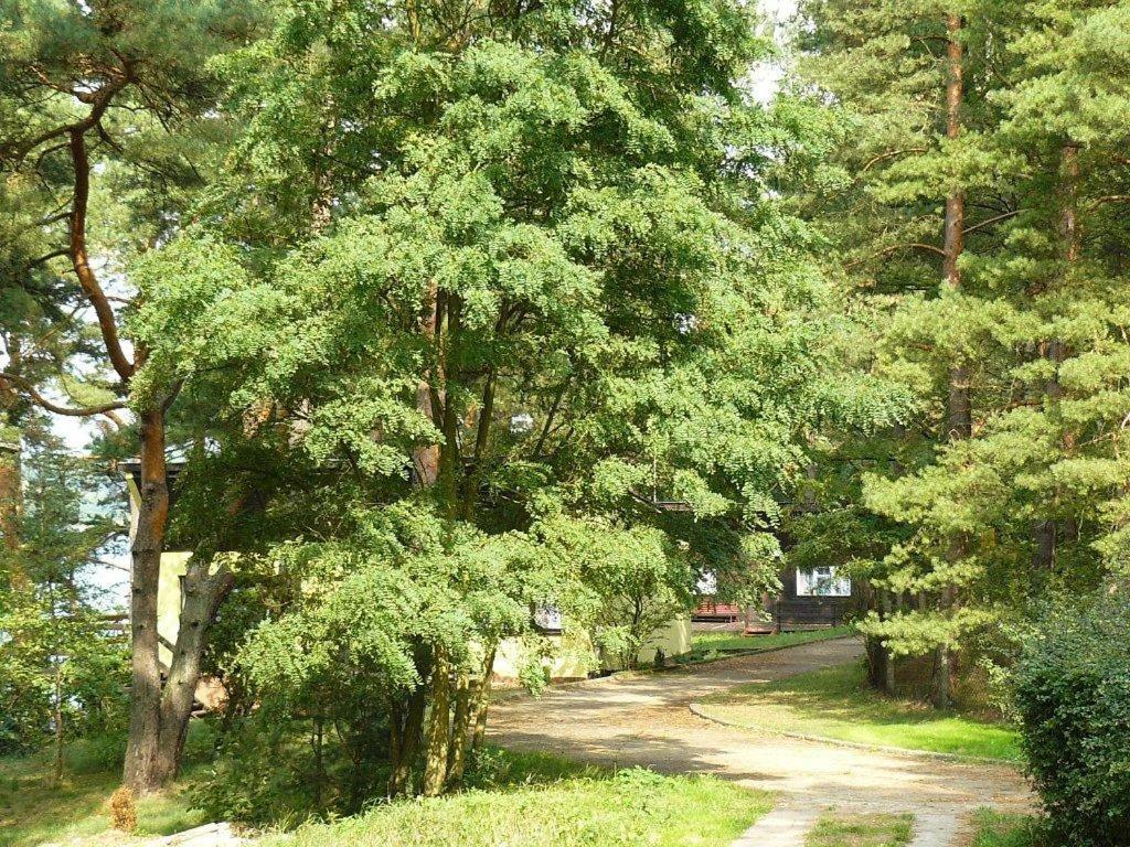 Ow Mikomania Charzykowy Exterior photo